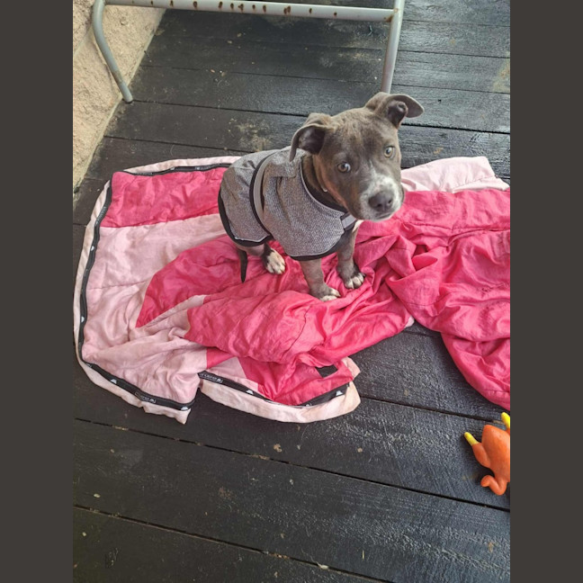 Photo of Ebony