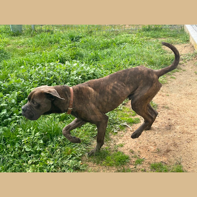 Photo of Bruno
