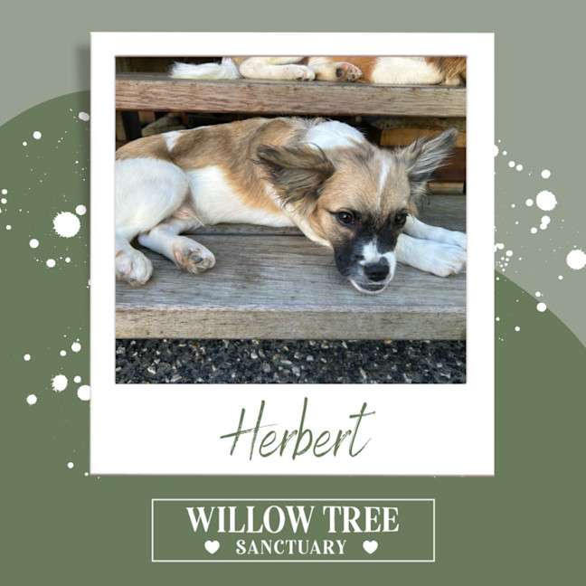 Photo of Herbert