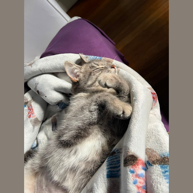 Photo of Gracie