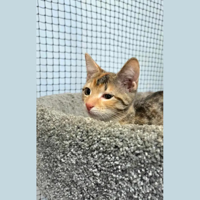 Photo of Moxie