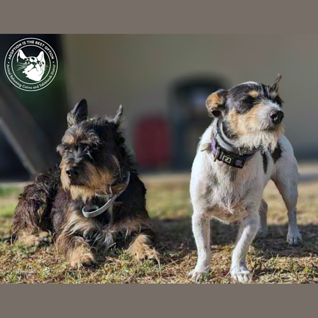 Photo of Chev And Elvis