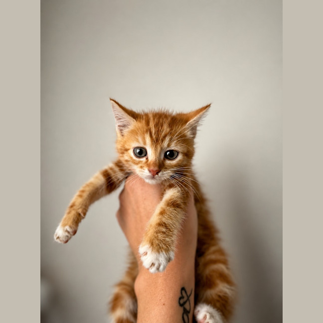 Photo of Flame