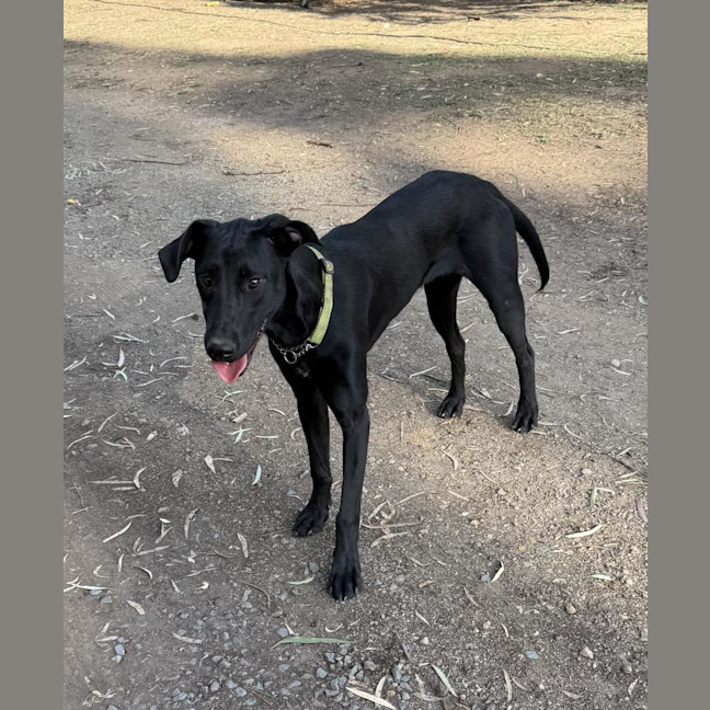 Photo of Maverick