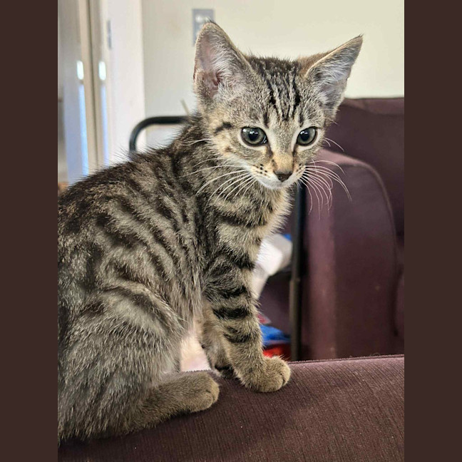Photo of Ziggy