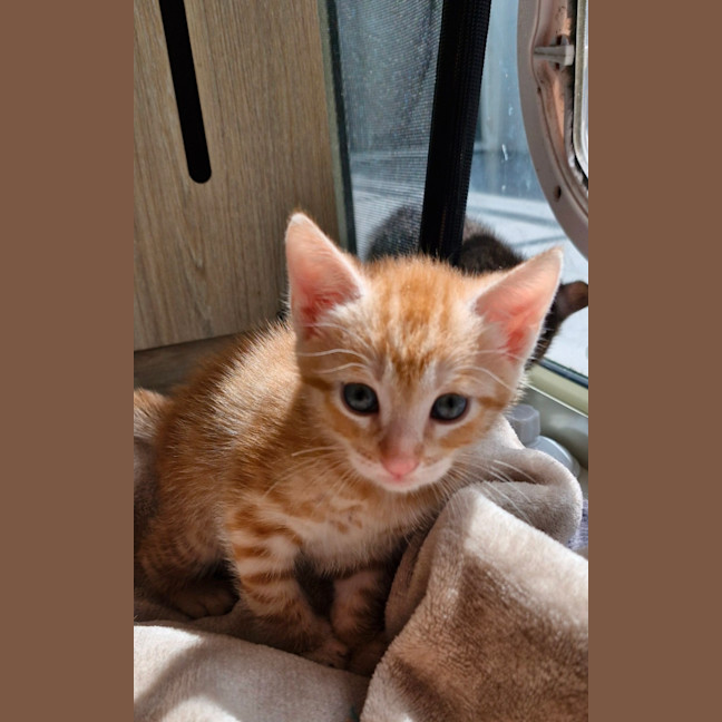 Photo of C1393  Jack