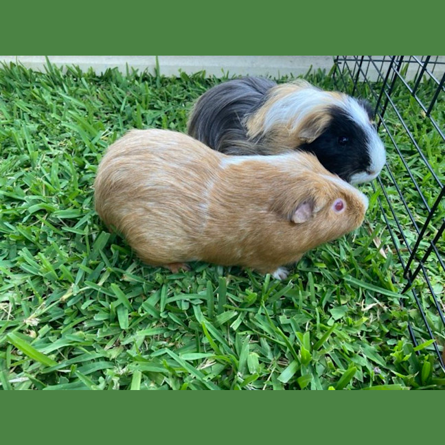 Photo of Pumpkin & Bean