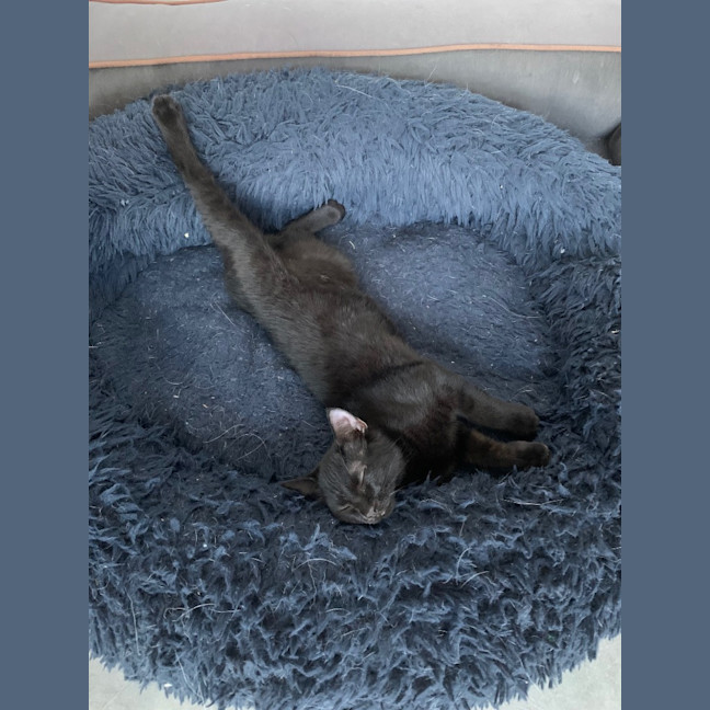 Photo of Casper