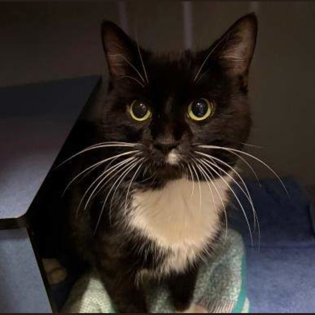 Photo of Sox