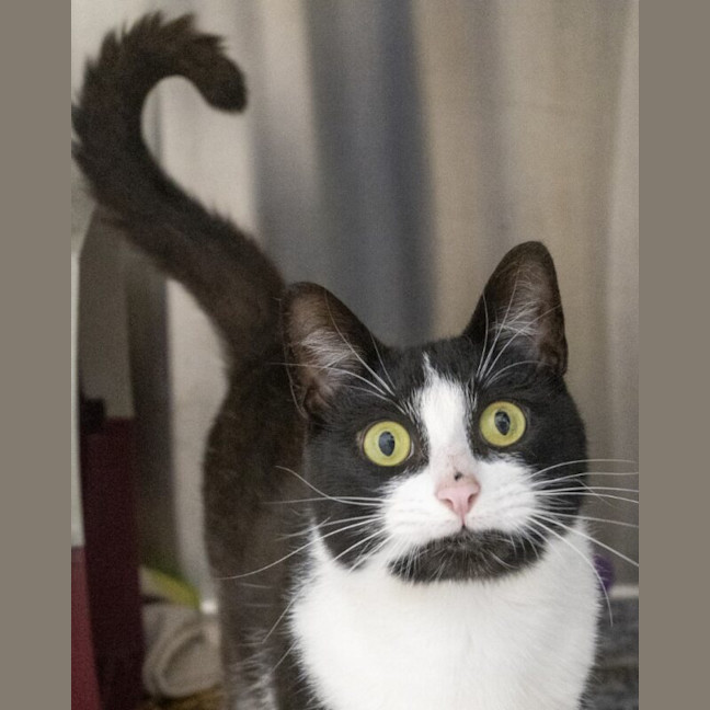 Photo of Oreo
