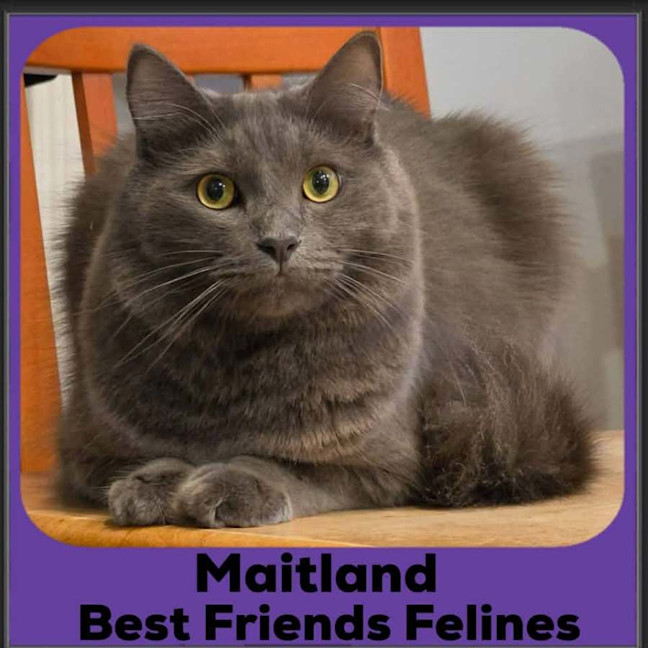 Photo of Maitland 