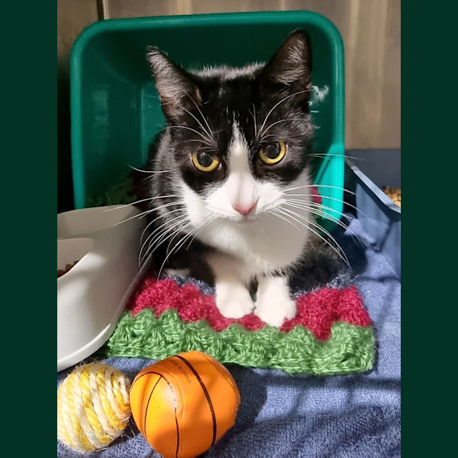 Photo of Moggy