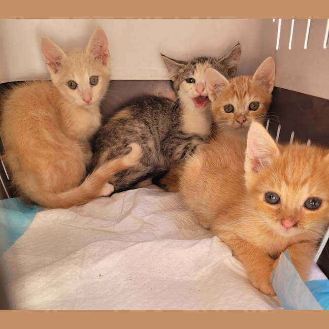 Photo of Rudolph 🦌