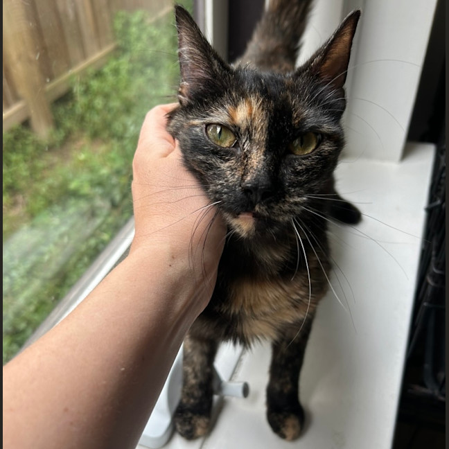 Photo of Strawberry 🍓 