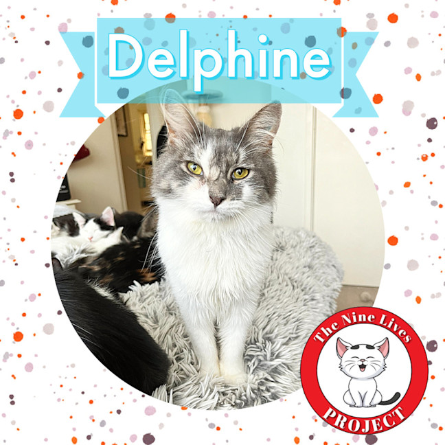 Photo of Delphine ❣️ *9 Lives Project Rescue*