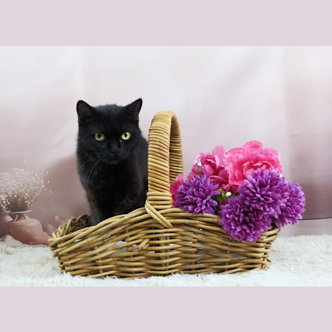 Photo of Cinder