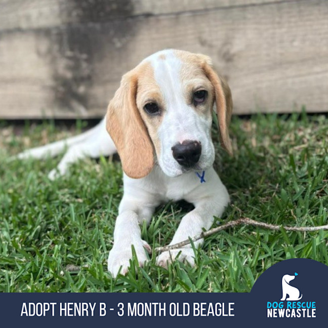 Photo of Henry B   3 Month Old Beagle