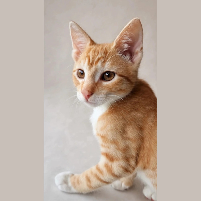 Photo of Maverick 