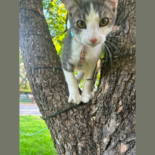 Photo of Joey And Munch 