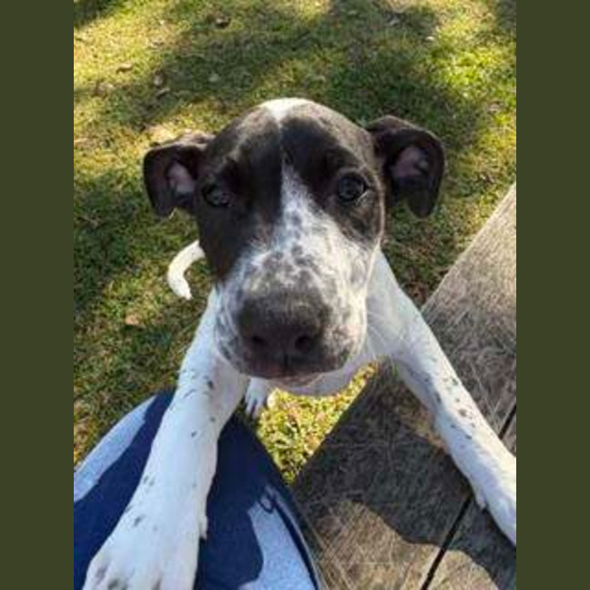 Photo of Patch