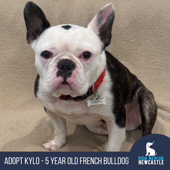 Photo of Kylo   5 Year Old French Bulldog 