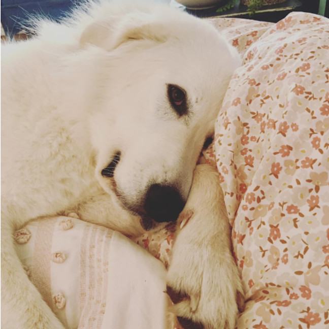 Photo of Ollie