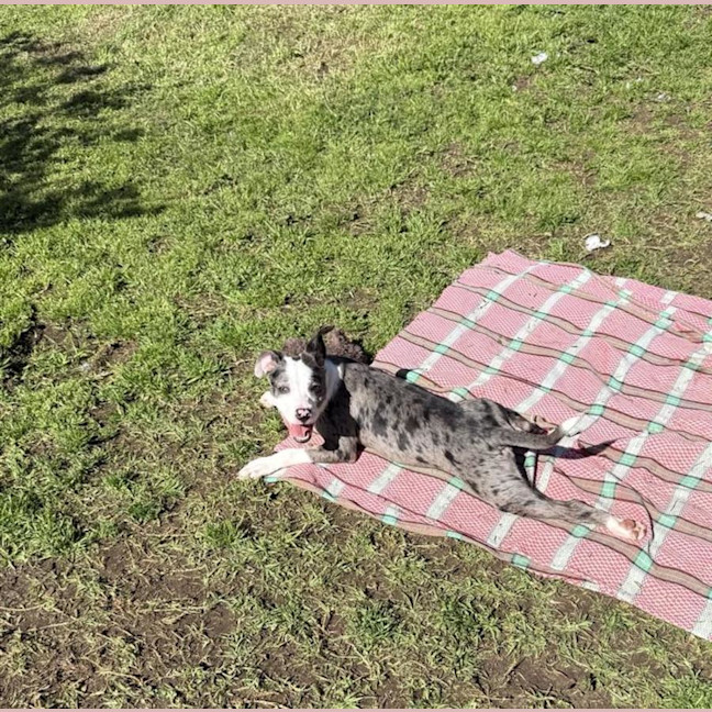 Photo of Ziggy