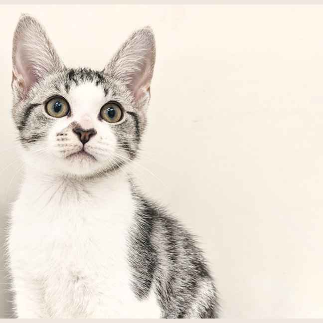 Photo of Peppermint