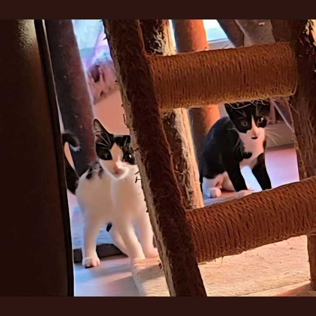 Photo of Comet (8915)