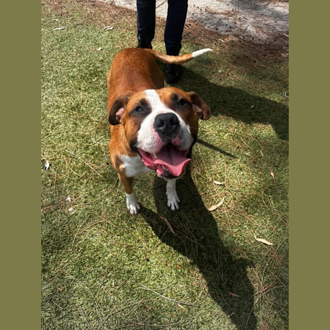 Photo of Mambo