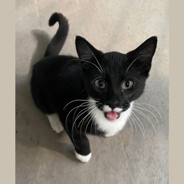 Photo of Sweets Aka Fish Toots