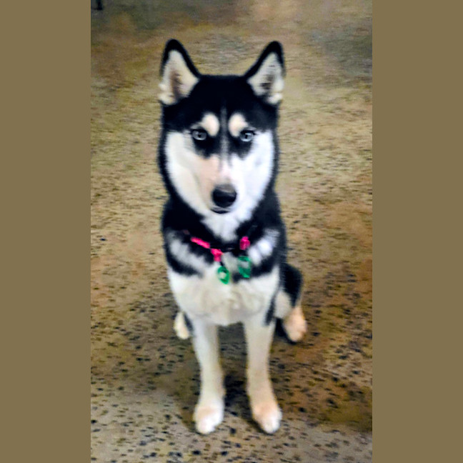 Photo of Nala 