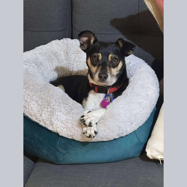 Photo of Valo   3 Year Old Fox Terrier X