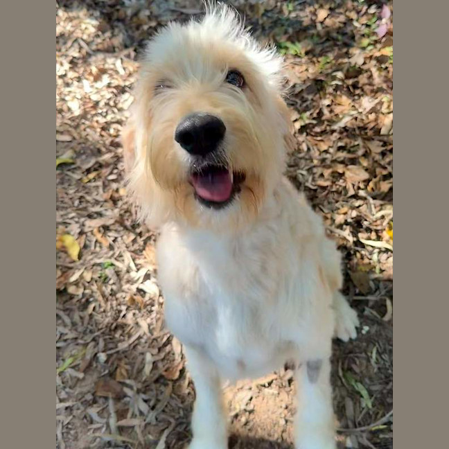 Photo of Digby