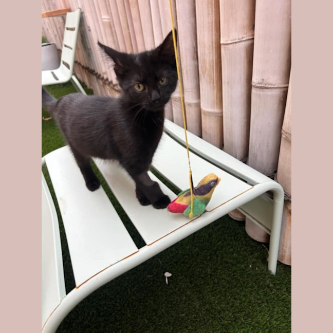 Photo of Ace *9 Lives Project Rescue*