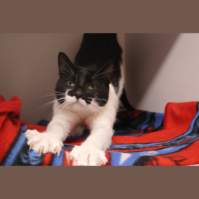 Photo of Xena