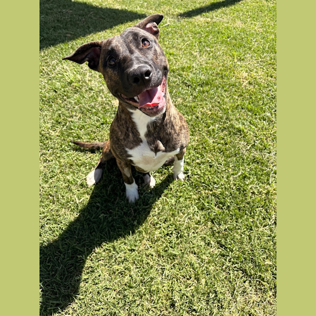 Photo of Lila 
