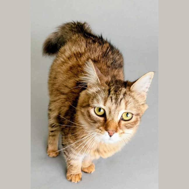 Photo of Cinnamon 