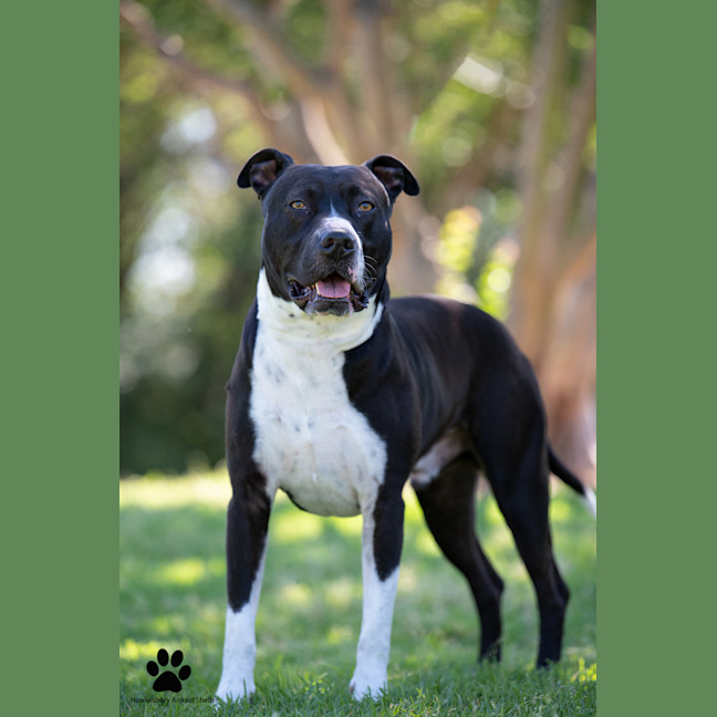 Photo of Tyson