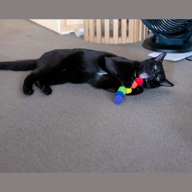 Photo of Olive
