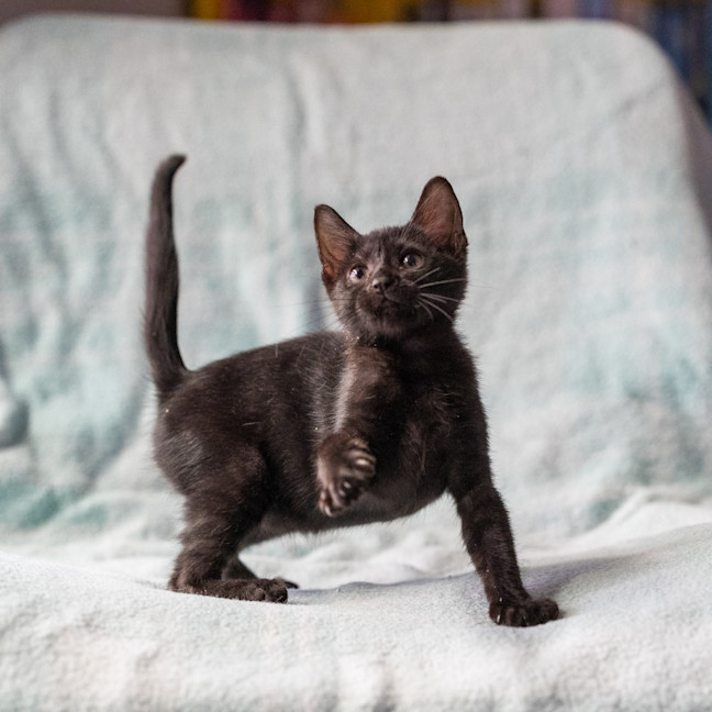 Photo of Fern