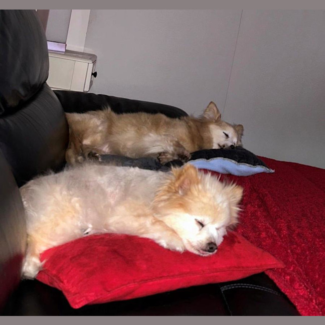 Photo of Lucy And Chester Gallucci