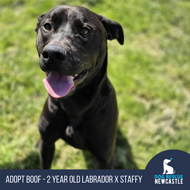 Photo of Boof   2 Year Old Labrador X Staffy