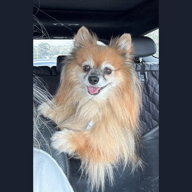 Photo of Chewbacca