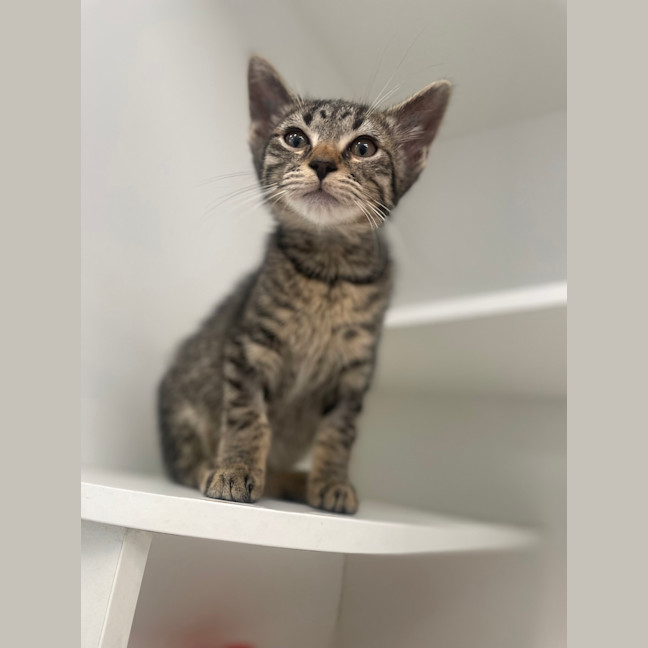 Photo of Nero
