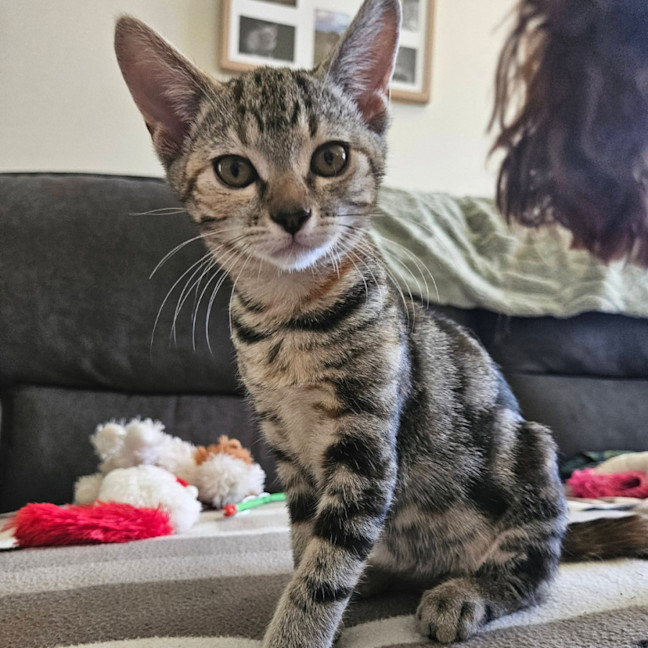Photo of Ophelia