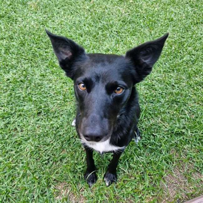 Photo of Sadie