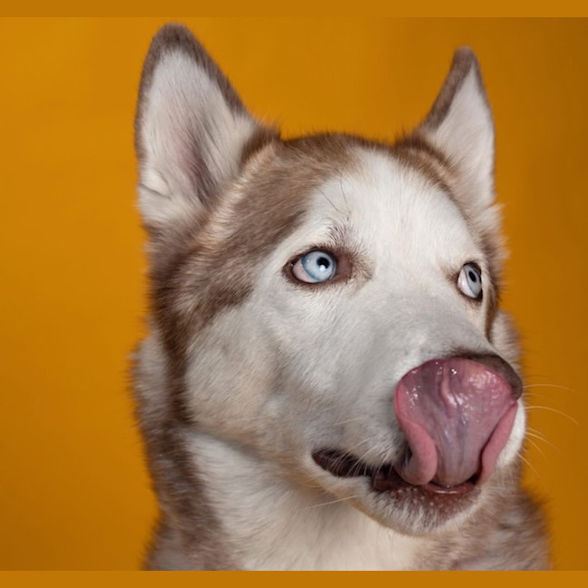 Photo of Milo