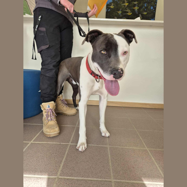 Photo of Windsor 🏎️