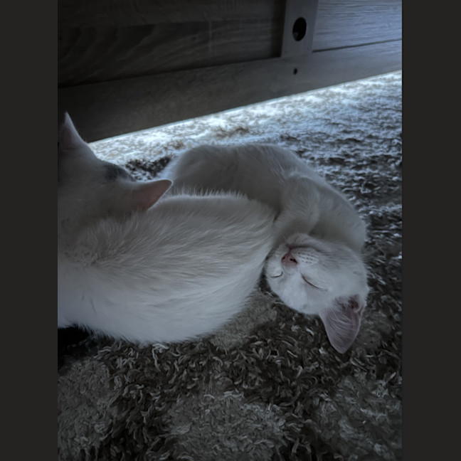 Photo of Paneer (With Halloumi)